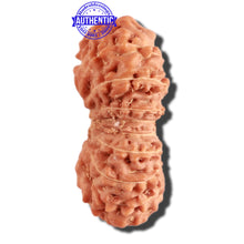 Load image into Gallery viewer, 20 Mukhi Indonesian Rudraksha - Bead 72