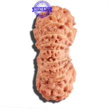 Load image into Gallery viewer, 20 Mukhi Indonesian Rudraksha - Bead 72