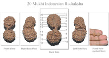 Load image into Gallery viewer, 20 Mukhi Gaurishankar Rudraksha from Indonesian - Bead 11
