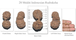 20 Mukhi Gaurishankar Rudraksha from Indonesian - Bead 11
