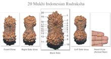 Load image into Gallery viewer, 20 Mukhi Indonesian Rudraksha - Bead 20