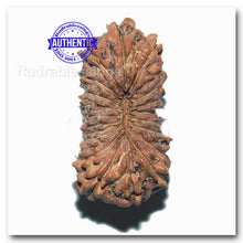 Load image into Gallery viewer, 20 Mukhi Indonesian Rudraksha - Bead 20