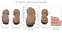 Load image into Gallery viewer, 20 Mukhi Indonesian Rudraksha - Bead 22
