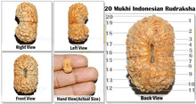 Load image into Gallery viewer, 20 Mukhi Indonesian Rudraksha - Bead 32