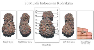 20 Mukhi Gaurishankar Rudraksha from Indonesia - Bead No. 13
