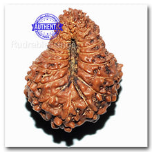 Load image into Gallery viewer, 20 Mukhi Indonesian Rudraksha - Bead 28