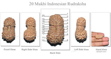 Load image into Gallery viewer, 20 Mukhi Indonesian Rudraksha - Bead 4
