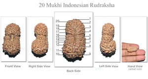 20 Mukhi Indonesian Rudraksha - Bead 4