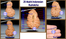 Load image into Gallery viewer, 20 Mukhi Indonesian Rudraksha - Bead 6