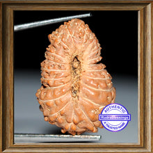 Load image into Gallery viewer, 20 Mukhi Indonesian Rudraksha - Bead 6