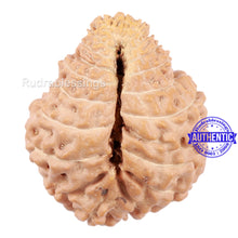 Load image into Gallery viewer, 20 Mukhi Indonesian Rudraksha - Bead 61