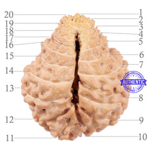 Load image into Gallery viewer, 20 Mukhi Indonesian Rudraksha - Bead 61