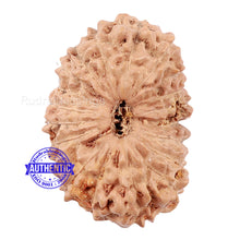 Load image into Gallery viewer, 20 Mukhi Indonesian Rudraksha - Bead 62