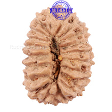 Load image into Gallery viewer, 20 Mukhi Indonesian Rudraksha - Bead 62