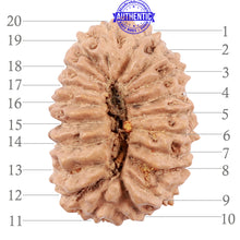 Load image into Gallery viewer, 20 Mukhi Indonesian Rudraksha - Bead 62