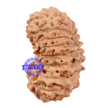 Load image into Gallery viewer, 20 Mukhi Indonesian Rudraksha - Bead 62