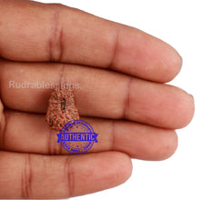 Load image into Gallery viewer, 20 Mukhi Indonesian Rudraksha - Bead 63