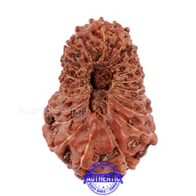 Load image into Gallery viewer, 20 Mukhi Indonesian Rudraksha - Bead 63
