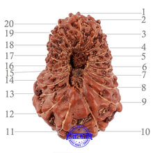 Load image into Gallery viewer, 20 Mukhi Indonesian Rudraksha - Bead 63