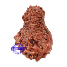 Load image into Gallery viewer, 20 Mukhi Indonesian Rudraksha - Bead 63