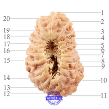 Load image into Gallery viewer, 20 Mukhi Indonesian Rudraksha - Bead 68