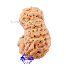 Load image into Gallery viewer, 20 Mukhi Indonesian Rudraksha - Bead 68