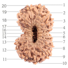 Load image into Gallery viewer, 20 Mukhi Indonesian Rudraksha - Bead 47