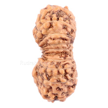 Load image into Gallery viewer, 20 Mukhi Indonesian Rudraksha - Bead 47