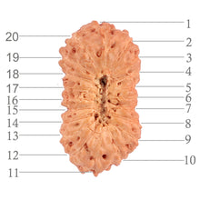 Load image into Gallery viewer, 20 Mukhi Indonesian Rudraksha - Bead 53