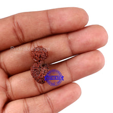 Load image into Gallery viewer, 20 Mukhi Indonesian Gaurishankar Rudraksha - Bead 70
