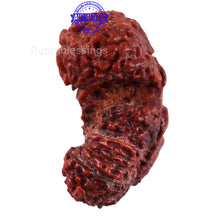 Load image into Gallery viewer, 20 Mukhi Indonesian Gaurishankar Rudraksha - Bead 70