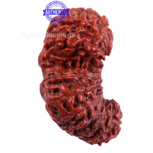 Load image into Gallery viewer, 20 Mukhi Indonesian Gaurishankar Rudraksha - Bead 70
