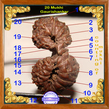 Load image into Gallery viewer, 20 Mukhi Gaurishankar Rudraksha from Indonesia