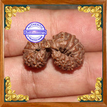 Load image into Gallery viewer, 20 Mukhi Gaurishankar Rudraksha from Indonesia