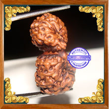 Load image into Gallery viewer, 20 Mukhi Gaurishankar Rudraksha from Indonesia