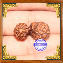 Load image into Gallery viewer, 20 Mukhi Gaurishankar Rudraksha from Indonesia