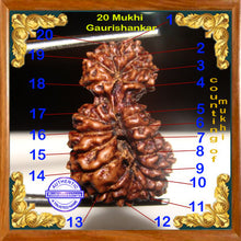 Load image into Gallery viewer, 20 Mukhi Gaurishankar Rudraksha from Indonesia