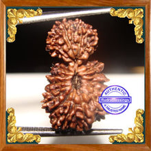 Load image into Gallery viewer, 20 Mukhi Gaurishankar Rudraksha from Indonesia