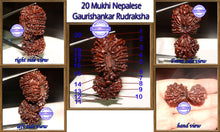 Load image into Gallery viewer, 20 Mukhi Gaurishankar Rudraksha from Nepal