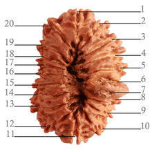 Load image into Gallery viewer, 20 Mukhi Nepalese Ganesha Rudraksha - Bead No 6