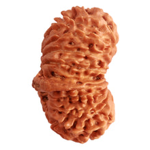 Load image into Gallery viewer, 20 Mukhi Nepalese Ganesha Rudraksha - Bead No 6