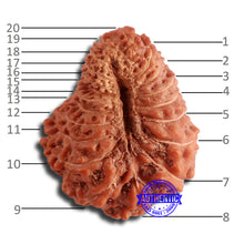 Load image into Gallery viewer, 20 Mukhi Indonesian Rudraksha - Bead 81