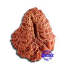 Load image into Gallery viewer, 20 Mukhi Indonesian Rudraksha - Bead 81