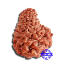 Load image into Gallery viewer, 20 Mukhi Indonesian Rudraksha - Bead 81