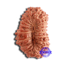 Load image into Gallery viewer, 20 Mukhi Indonesian Rudraksha - Bead 84