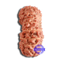 Load image into Gallery viewer, 20 Mukhi Indonesian Rudraksha - Bead 84