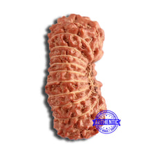 Load image into Gallery viewer, 20 Mukhi Indonesian Rudraksha - Bead 84