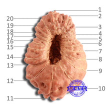 Load image into Gallery viewer, 20 Mukhi Indonesian Rudraksha - Bead 85