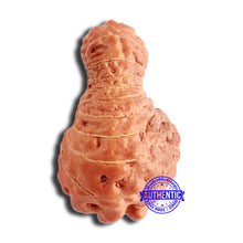 Load image into Gallery viewer, 20 Mukhi Indonesian Rudraksha - Bead 85