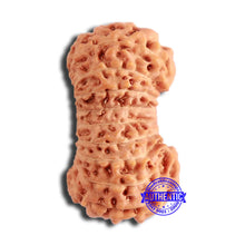 Load image into Gallery viewer, 20 Mukhi Indonesian Rudraksha - Bead 86